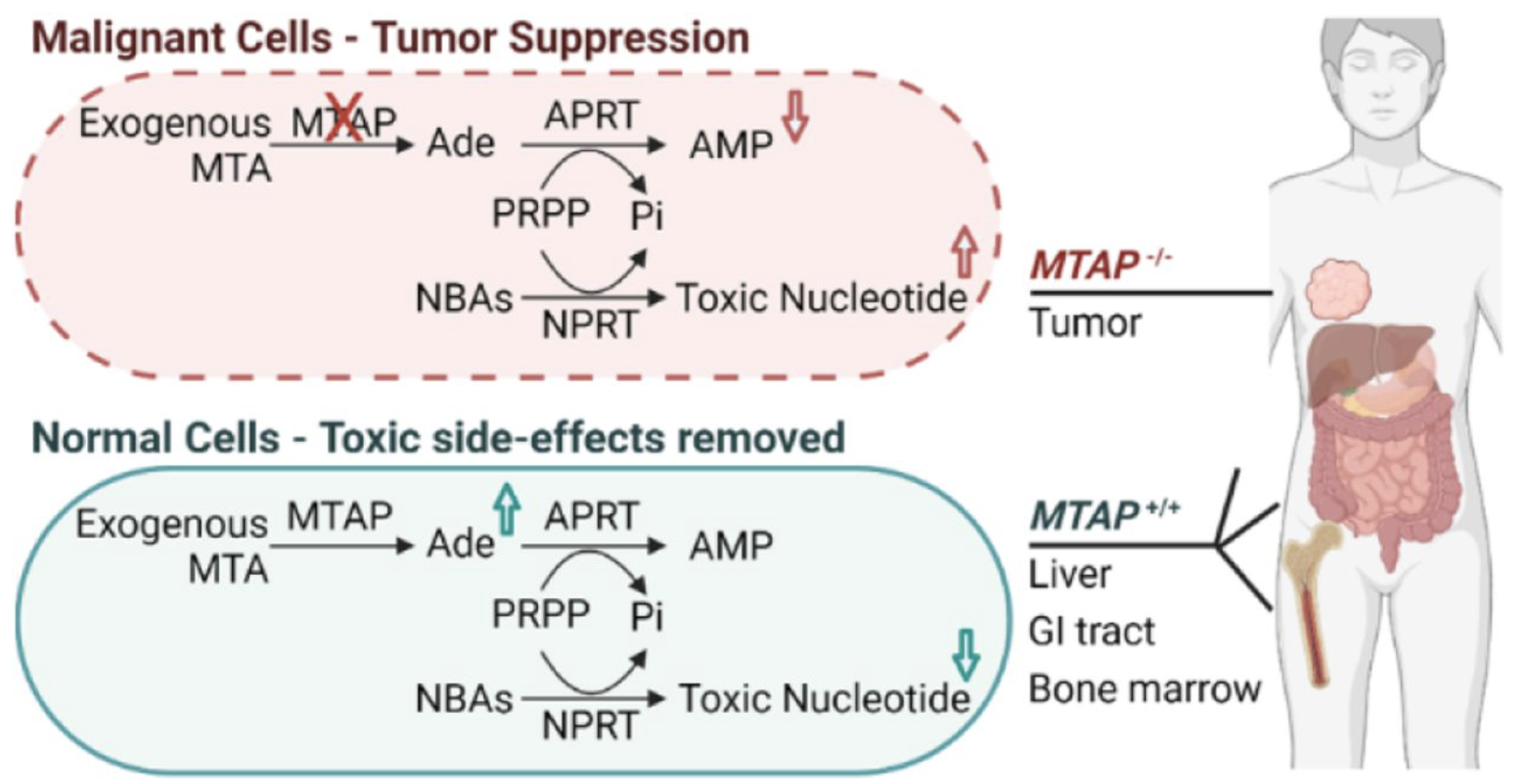 Treatment Strategy and Mechanism of Action