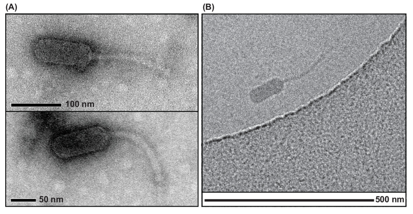 Electron Microscopy of cd2